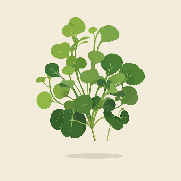 Illustration of a vintage watercress05