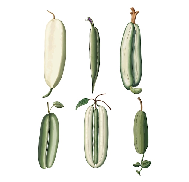 Vector illustration of a vintage yardlong bean