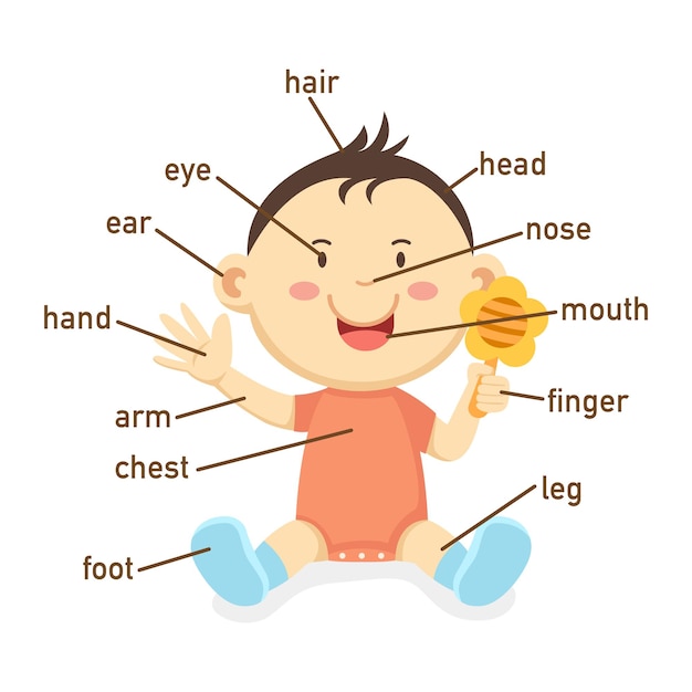 Illustration of vocabulary part of body