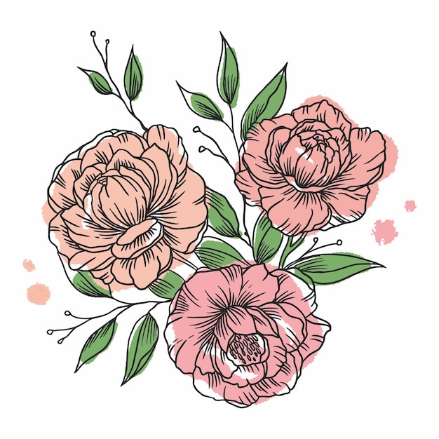 Illustrazione acquerello fiori peonie