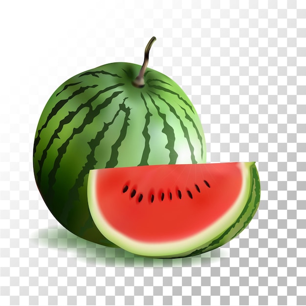 Vector illustration   watermelon fruit