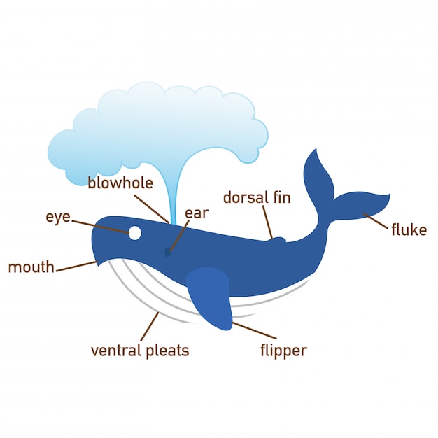 Illustrazione della parte del vocabolario della balena di body.vector