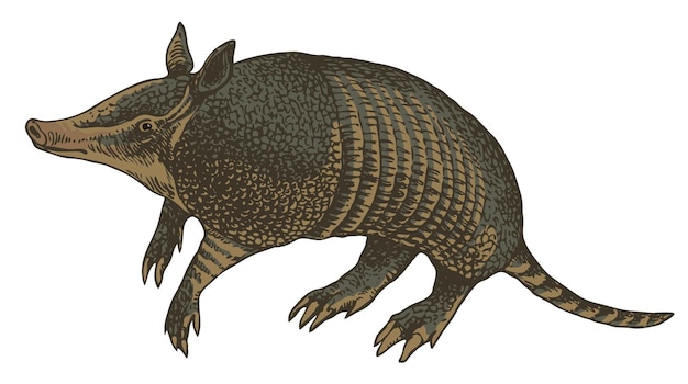 Illustration of wild animal armadillo