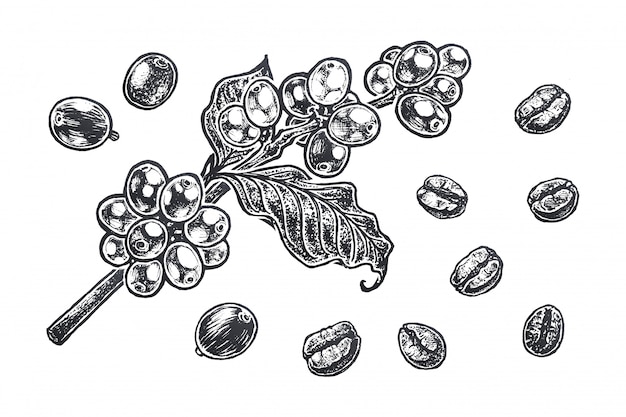 Illustration with Coffee beans.