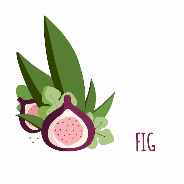 Illustration with fig