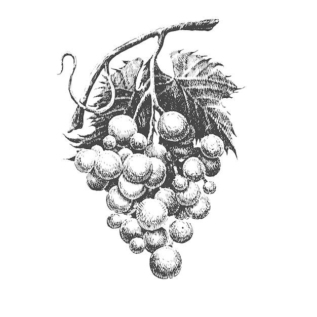 Illustration with grapes Vector Hand drawn