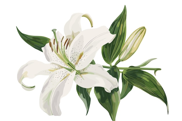 illustration with light white lily flowers isolated on white background
