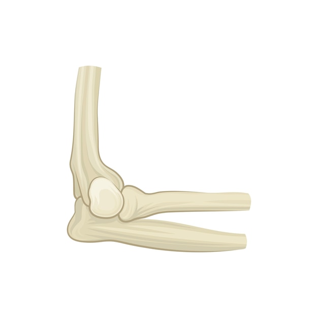 Illustrazione con lo scheletro del raggio dell'ulna della mano umana e le ossa dell'omero elemento di design per cartello o volantino promozionale brochure medica icona vettoriale piatta dettagliata