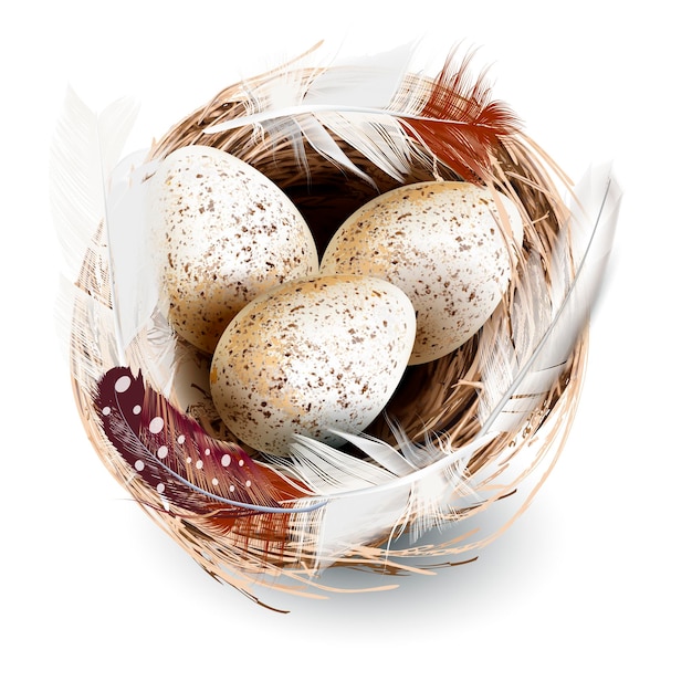 Vector illustration with vector realistic nest eggs and feathers easter design isolated on white