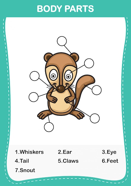 Illustration of xerus vocabulary part of body,write the correct numbers of body parts.vector