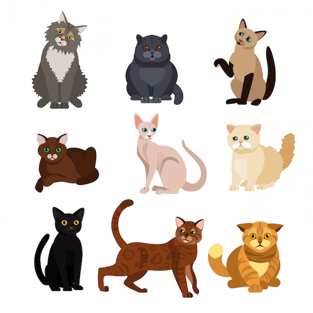  illustrations of cat different breeds set, cute pet animals, lovely kitten on white background in  style .