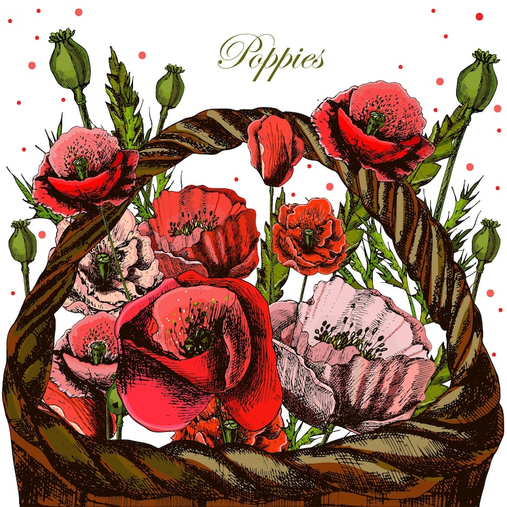 Vector illustrations with poppies in a wicker basket