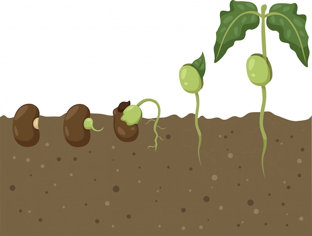 Vector illustrator of beans cycle