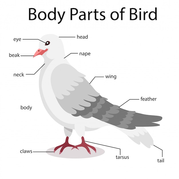 Illustrator of body parts of bird