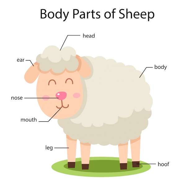 Illustrator of body parts of sheep