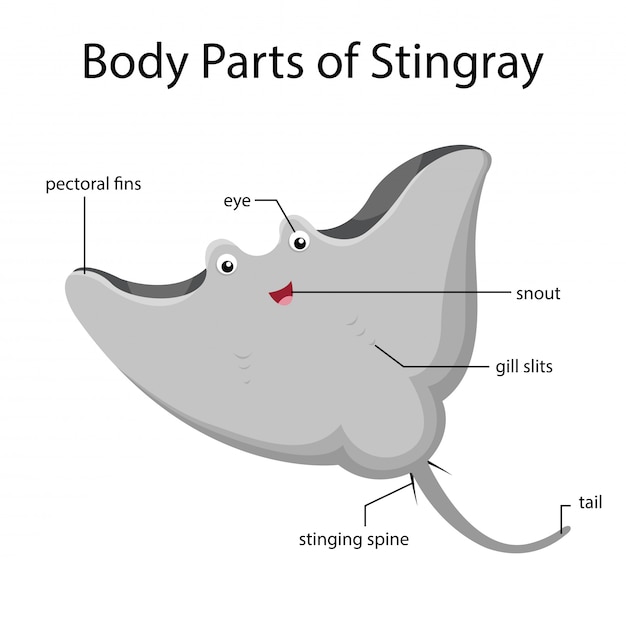 Vector illustrator of body parts of stingray