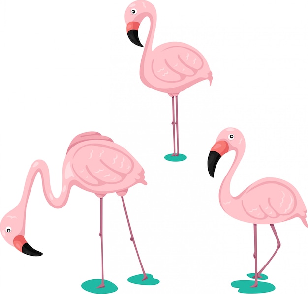 Illustrator of flamingos set