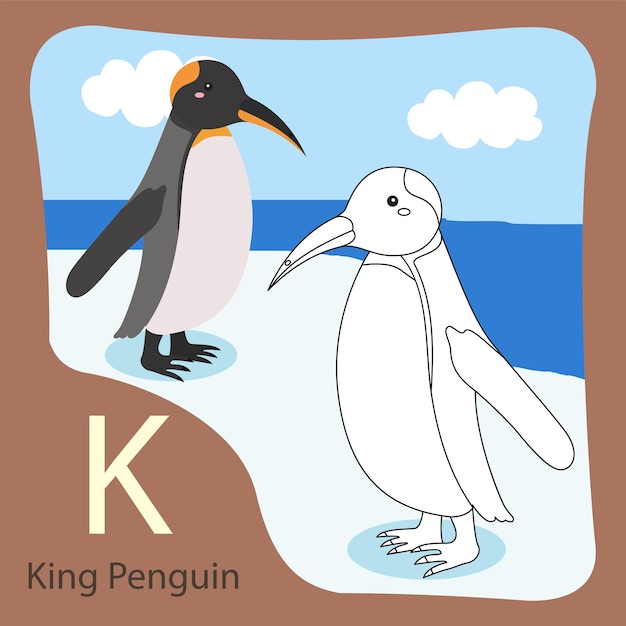 Illustrator of king penguin isolated and coloring