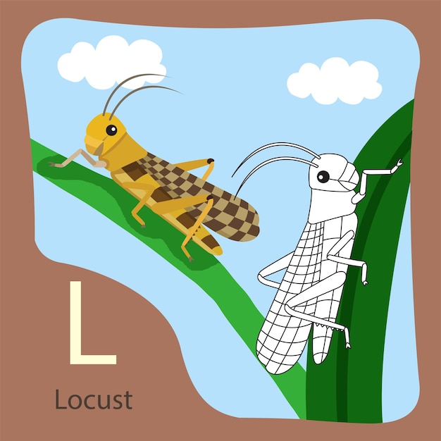 illustrator of locust isolated and coloring