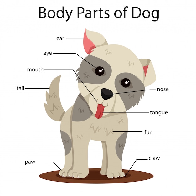 Иллюстратор частей тела собаки