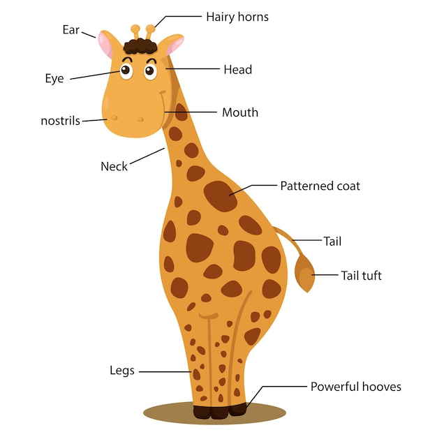 기린 신체 부위의 일러스트 레이터