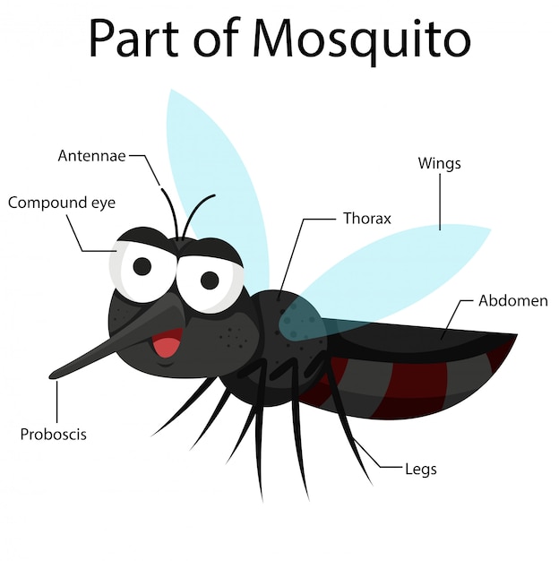 Vettore parti di illustrator di mosquito