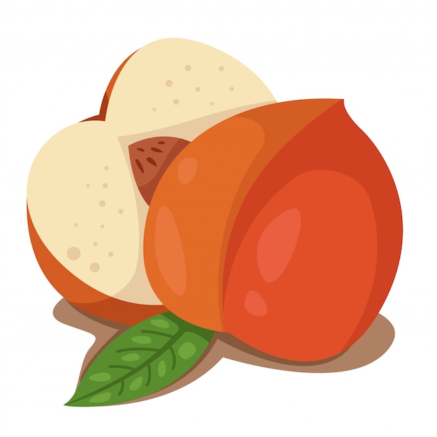 Illustrator of peach fruit