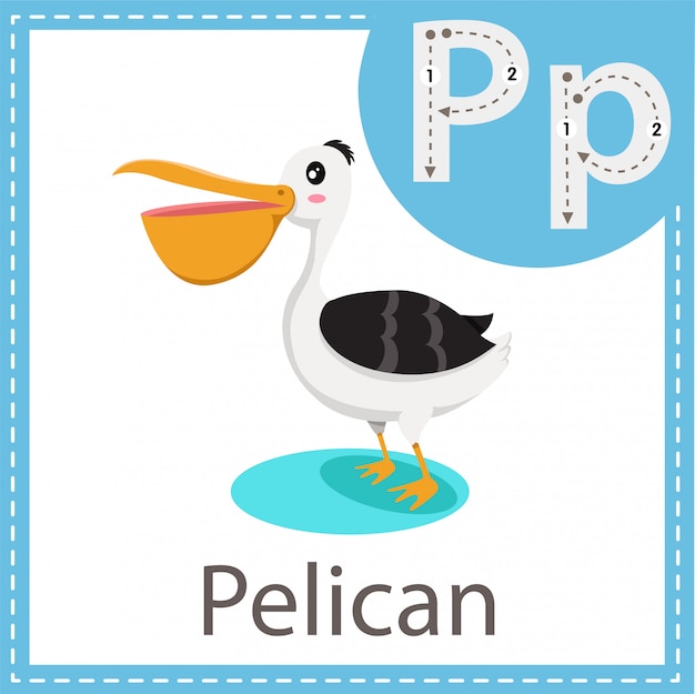 Иллюстратор птицы Пеликан