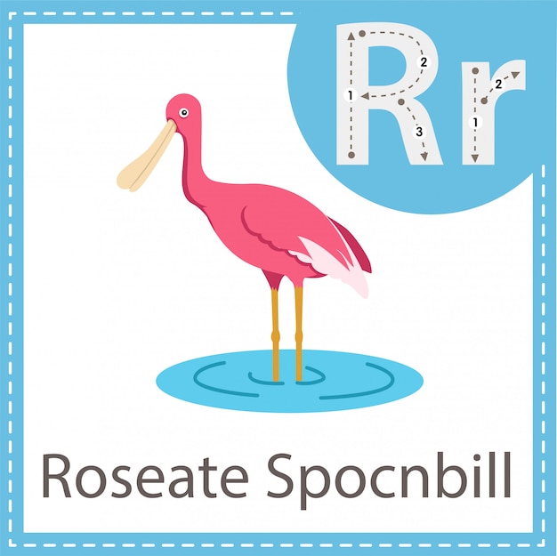 Roseate Spocnbill鳥のイラストレーター