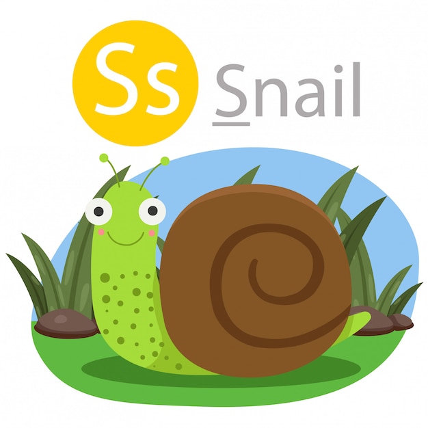 Vector illustrator of s for snail animal