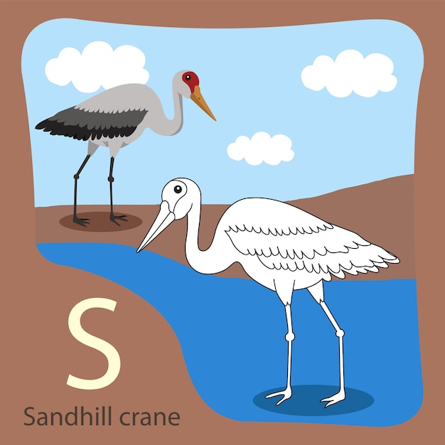 Vector illustrator of sandhill crane isolated and coloring