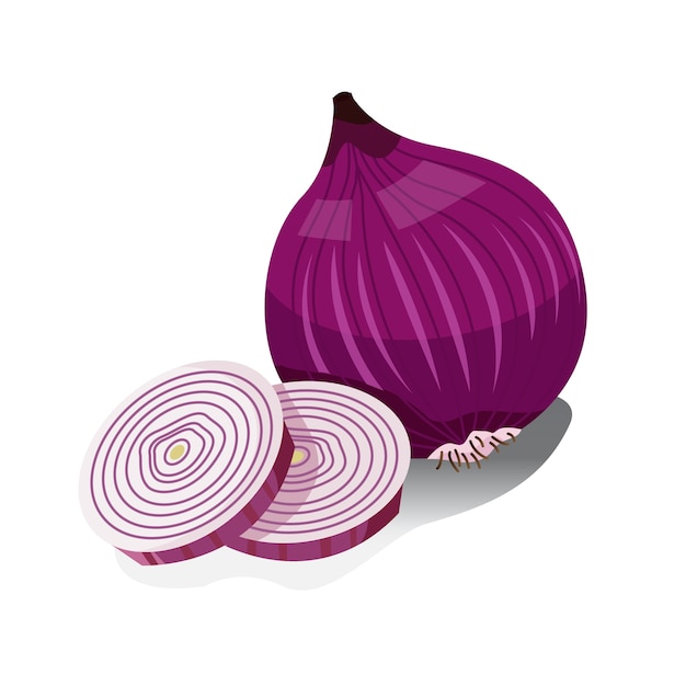 Vector illustrator of shallots