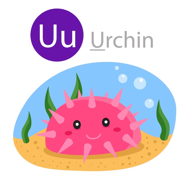 Illustrator of U for urchin animal