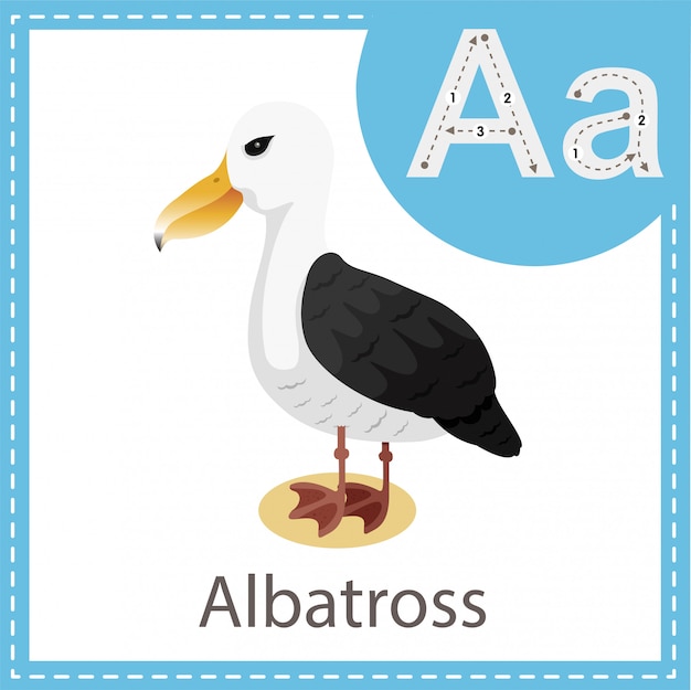 Illustrator van albatross-vogel