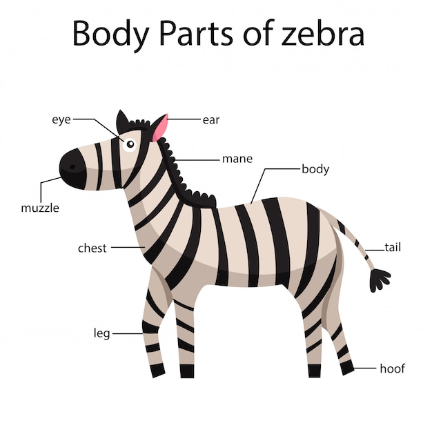 Illustrator van lichaamsdelen van zebra