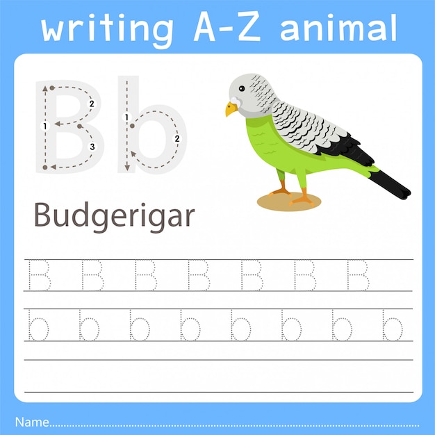 Illustrator writing a-z animal of budgerigar