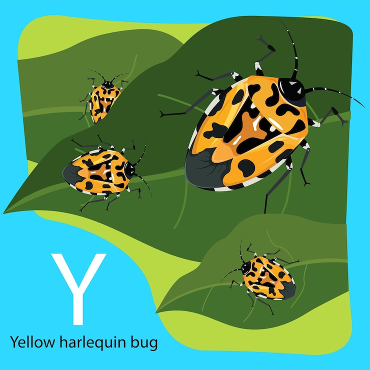 Vector illustrator of y is yellow harlequin bug