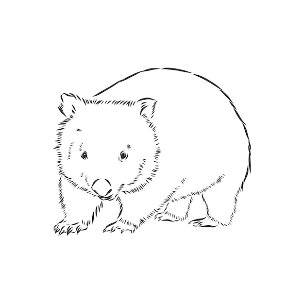 Illustratuin met wombatschets geïsoleerd op een witte achtergrond, wombat, vectorschetsillustratie