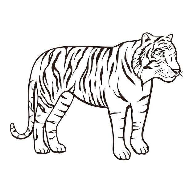 Premium Vector | Ilustracion de pagina para colorear de tigre kawaii ...