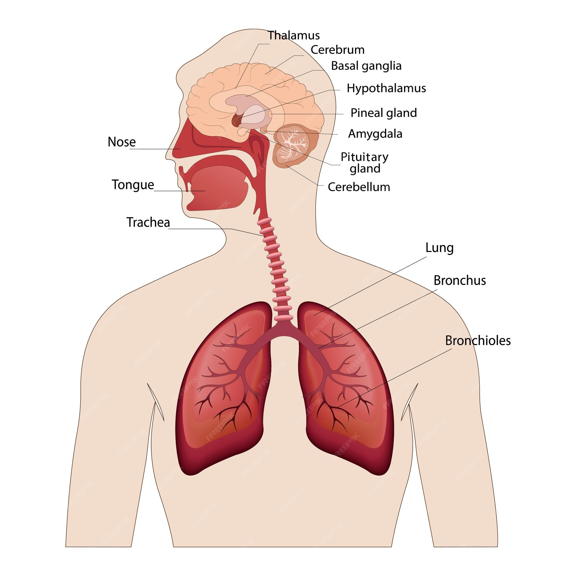 Premium Vector | Image Of The Anatomy Of The Lungs And Brain The Location  Of The Internal Organs Of The Human Body.