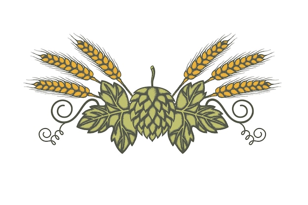 Vector image of hop and barley