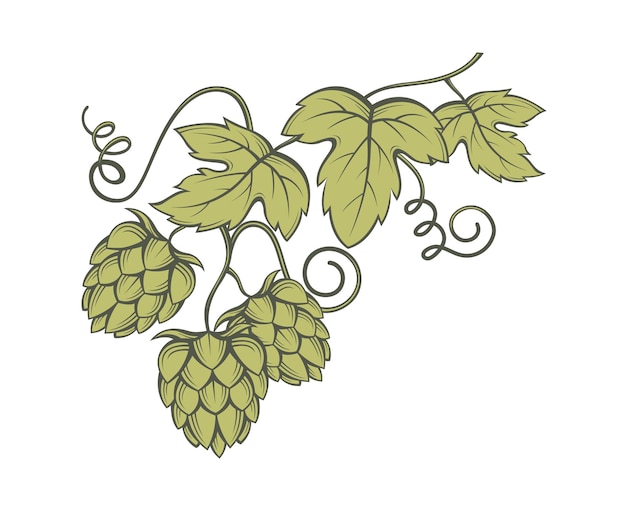 Image of hops