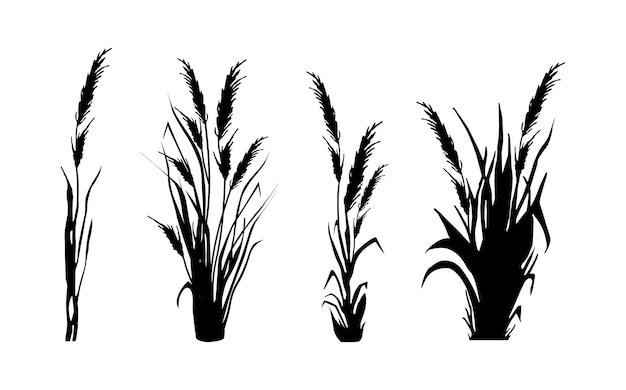 Image of a monochrome reedgrass or bulrush on a white backgroundisolated vector drawing