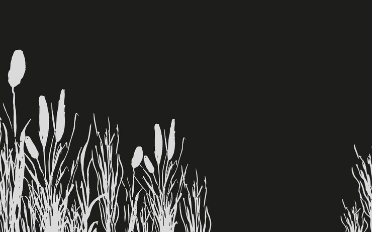 Vector image of a monochrome reedgrass or bulrush on a white backgroundisolated vector drawing