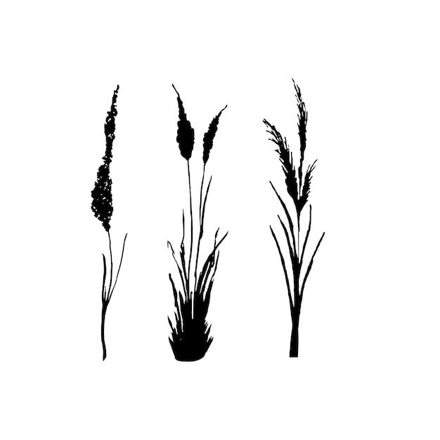 Изображение одноцветной тростниковой травы или бульбуша на белом фоне Изолированный векторный рисунок