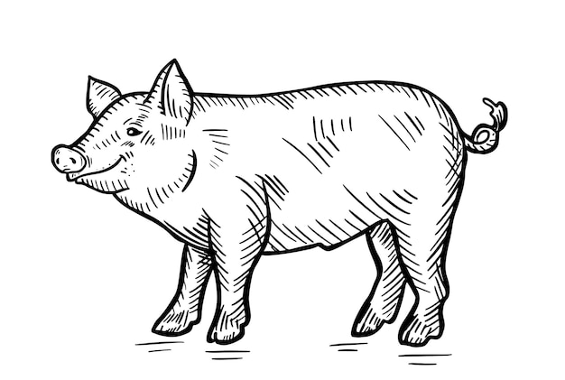 Вектор Изображение веселой свиньи. сельскохозяйственный скот. векторная иллюстрация.