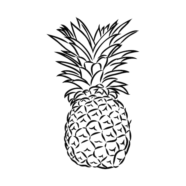 Image of pineapple fruit vector black and white illustration