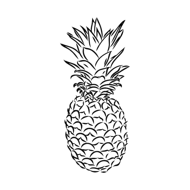 Image of pineapple fruit Vector black and white illustration