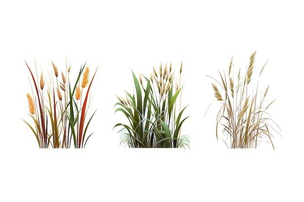 Image of a silhouette  reed  or bulrush on a white background.