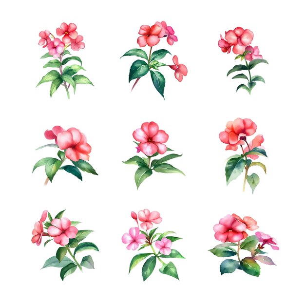 Vector impatiens wallerianawatercolor set of pink flowers and leaves vector illustration